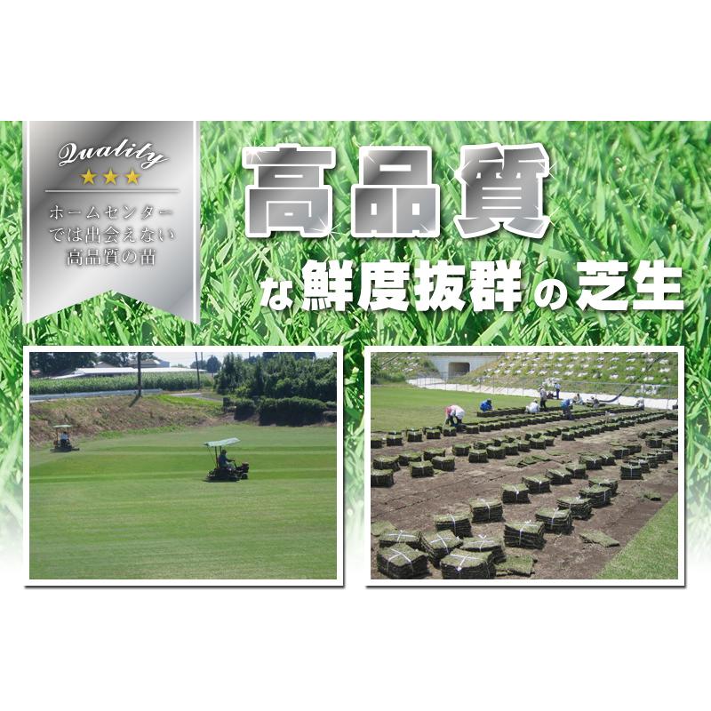 販売時期未定 2平米 ティフドワーフ宮崎産 張り芝用 0.6坪分 芝生