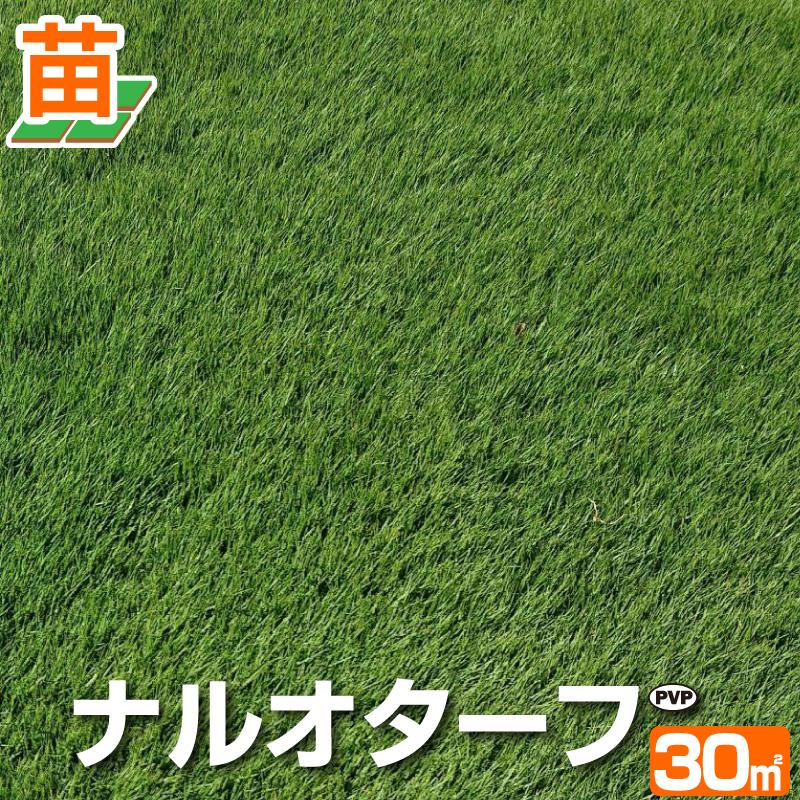 30平米 ナルオターフ 鳥取産 登録品種 30平米 9坪分 張り芝用 