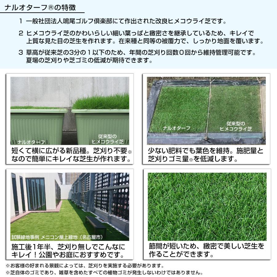 30平米 ナルオターフ 鳥取産 登録品種 30平米 9坪分 張り芝用 
