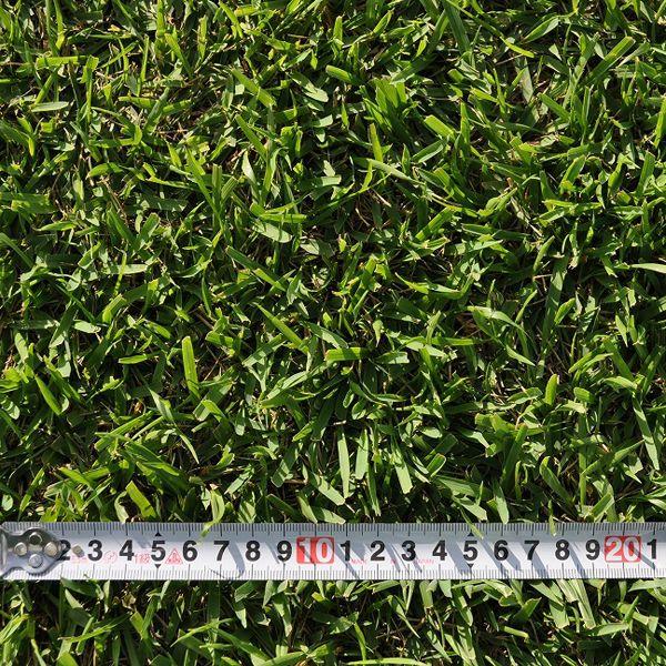 2平米 野芝 宮崎産 張り芝用 0.6坪分 芝生 暖地型 天然芝 園芸 産地