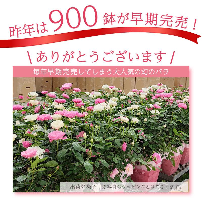 母の日 花 バラ 鉢植え ギフト 2色植え 幻の薔薇 ピンク＆サマースノー