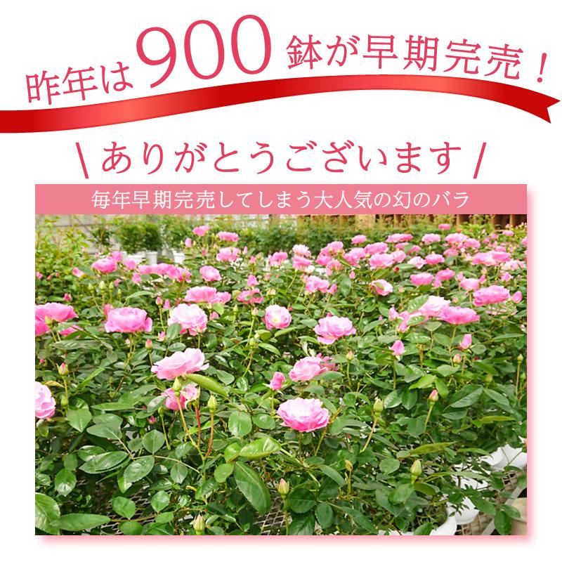 母の日 花 バラ 鉢植え ギフト 1色植え 幻の薔薇 ピンクサマースノー 6号鉢 プレゼント 2024年 ローズ バラ鉢植え｜baroness｜02