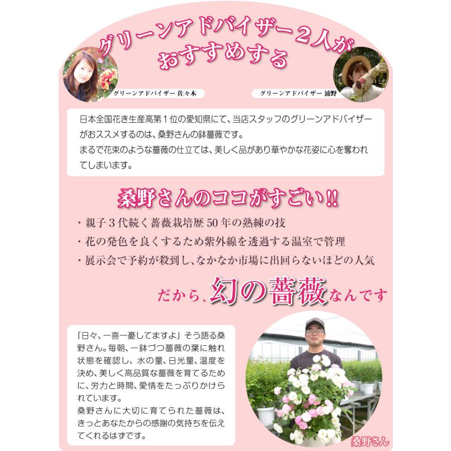 驚くばかりピンク サマー スノー 最高の花の画像