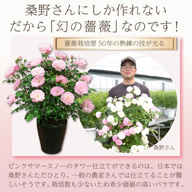 母の日 花 バラ 鉢植え ギフト 1色植え 幻の薔薇 ピンクサマースノー 6号鉢 プレゼント 2024年 ローズ バラ鉢植え｜baroness｜05