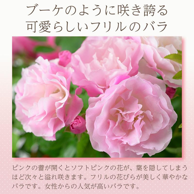 母の日 花 バラ 鉢植え ギフト 1色植え 幻の薔薇 ピンクサマースノー 6号鉢 プレゼント 2024年 ローズ バラ鉢植え｜baroness｜06