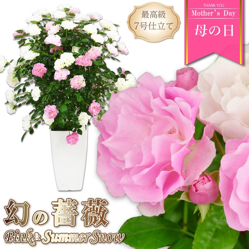 母の日 花 バラ 鉢植え ギフト 2色植え 幻の薔薇 ピンク＆サマー