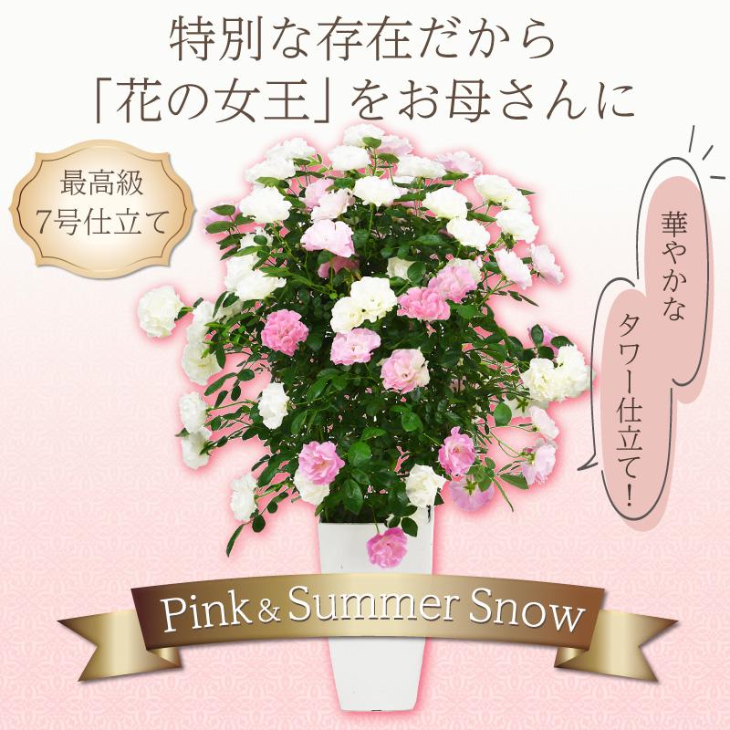 母の日 花 バラ 鉢植え ギフト 2色植え 幻の薔薇 ピンク＆サマースノー