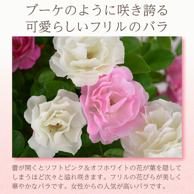 母の日 花 バラ 鉢植え ギフト 2色植え 幻の薔薇 ピンク＆サマースノー