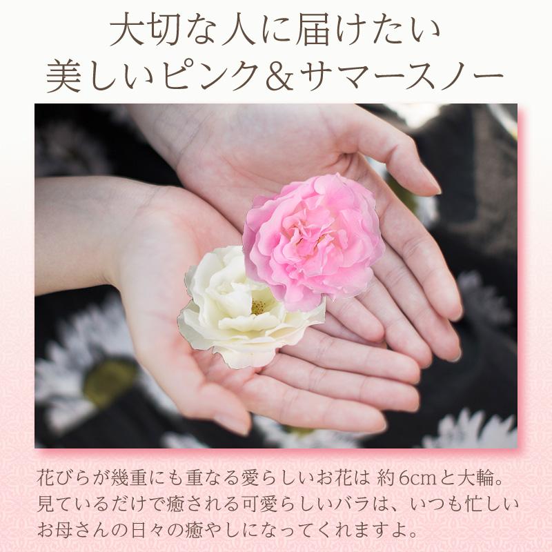 母の日 花 バラ 鉢植え ギフト 2色植え 幻の薔薇 ピンク＆サマースノー