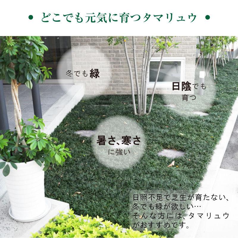 玉竜 タマリュウ 1ポット ポット苗 産地直送 苗 グランドカバー Sd01 P1 芝生のことならバロネスダイレクト 通販 Yahoo ショッピング