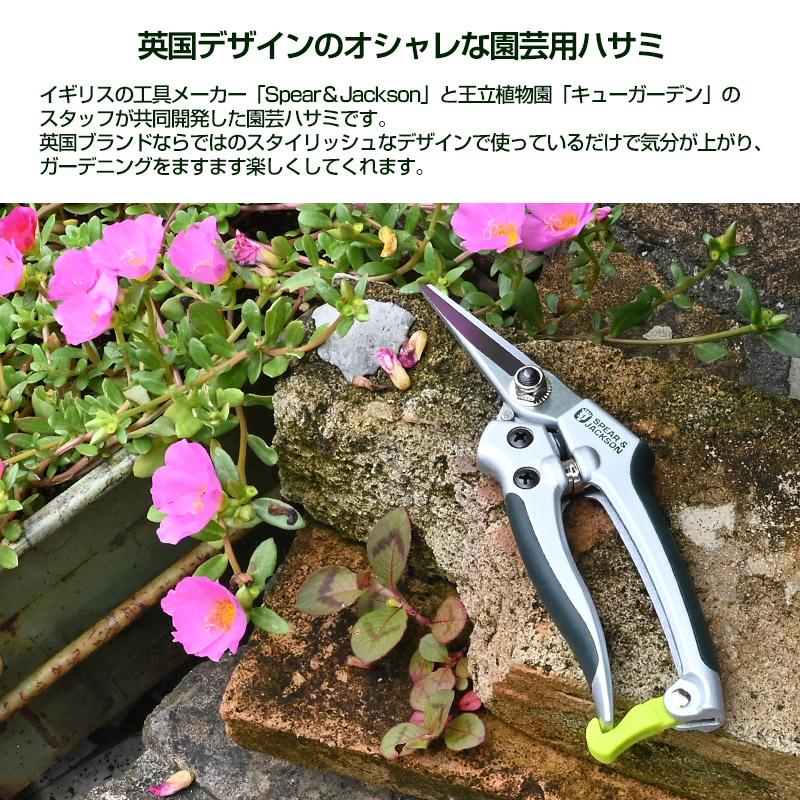 キャサバ挿木用苗700本入り MAKOTO GARDEN取り置き4月上旬 萌木の村ナチュラルガーデンマンス2025 | 萌木の村