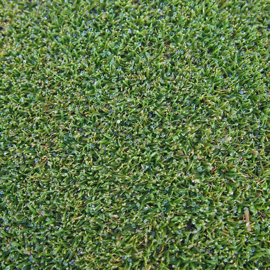 芝 芝生 種 寒地型芝 ハイブリットケンタッキーブルーグラスSPF-30 1kg