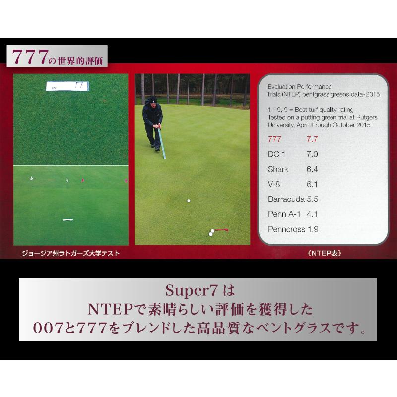 芝 芝生 種 超高級 クリーピングベントグラス Super7 スーパーセブン