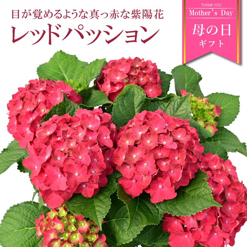紫陽花 レッドパッション 5号鉢 鉢植え ギフト 母の日プレゼント用  