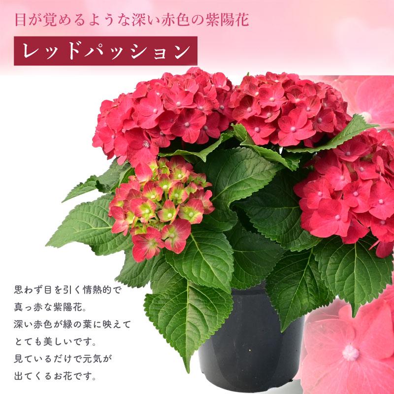紫陽花 レッドパッション 5号鉢 鉢植え ギフト 母の日プレゼント用