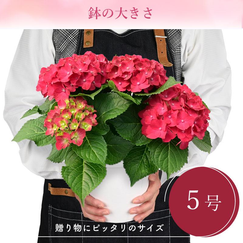 紫陽花 レッドパッション 5号鉢 鉢植え ギフト 母の日プレゼント