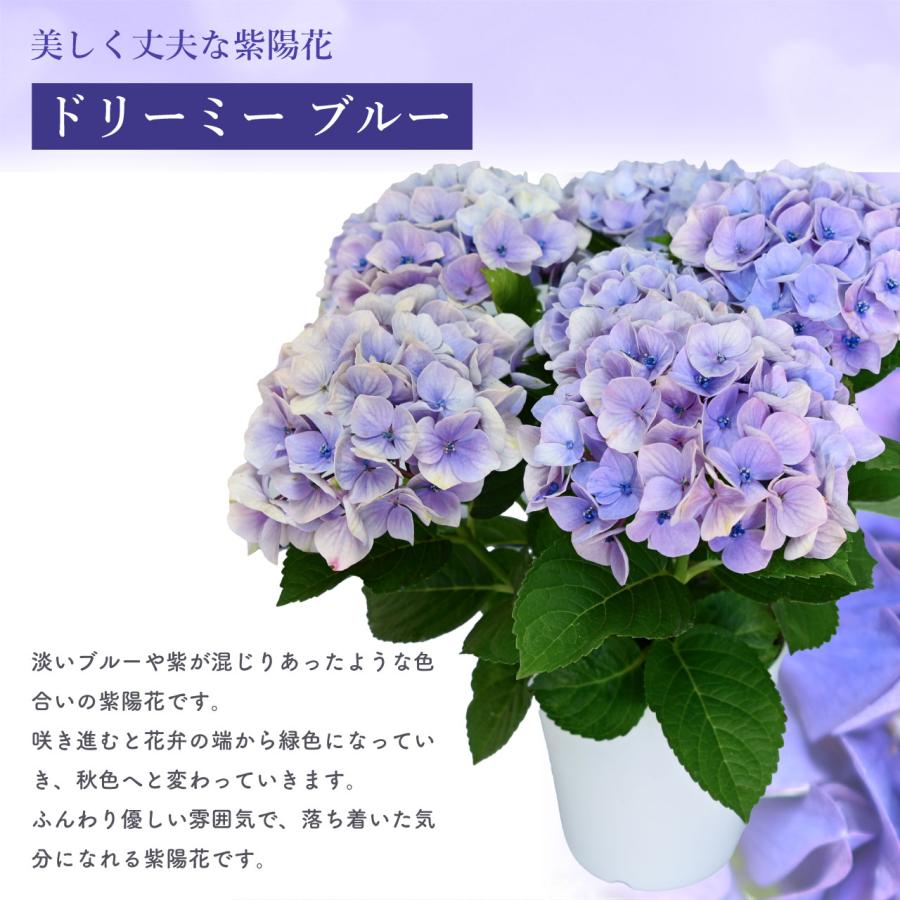 紫陽花 ドリーミー ブルー 5号鉢 鉢植え ギフト 母の日プレゼント用