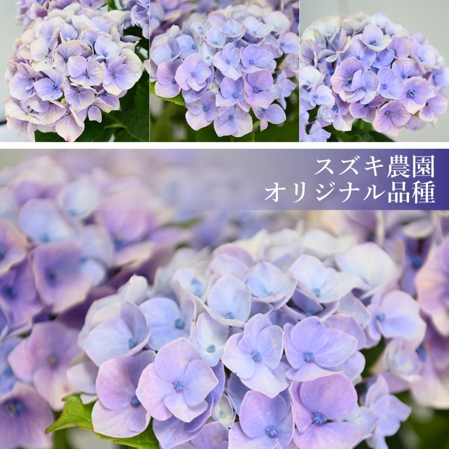 紫陽花 ドリーミー ブルー 5号鉢 鉢植え ギフト 母の日プレゼント用