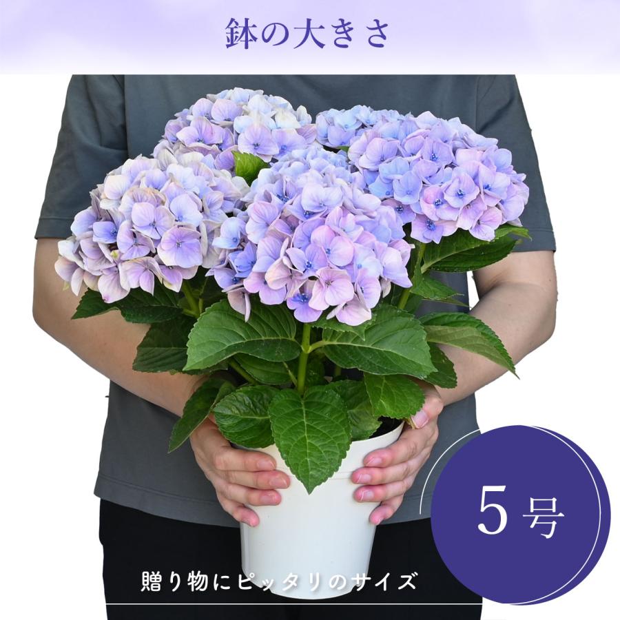 紫陽花 ドリーミー ブルー 5号鉢 鉢植え ギフト 母の日プレゼント用