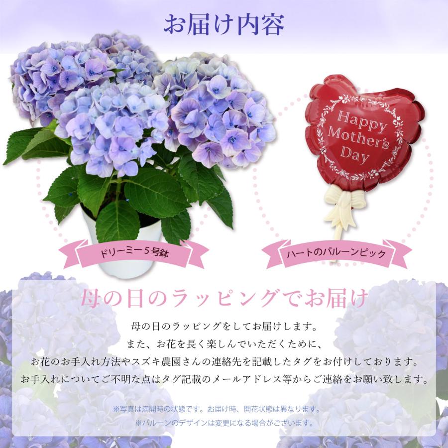 紫陽花 ドリーミー ブルー 5号鉢 鉢植え ギフト 母の日プレゼント用