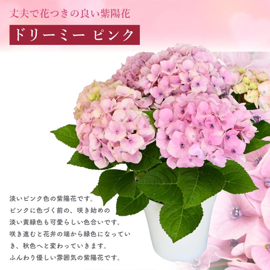 紫陽花 ドリーミー ピンク 5号鉢 鉢植え ギフト 母の日プレゼント用