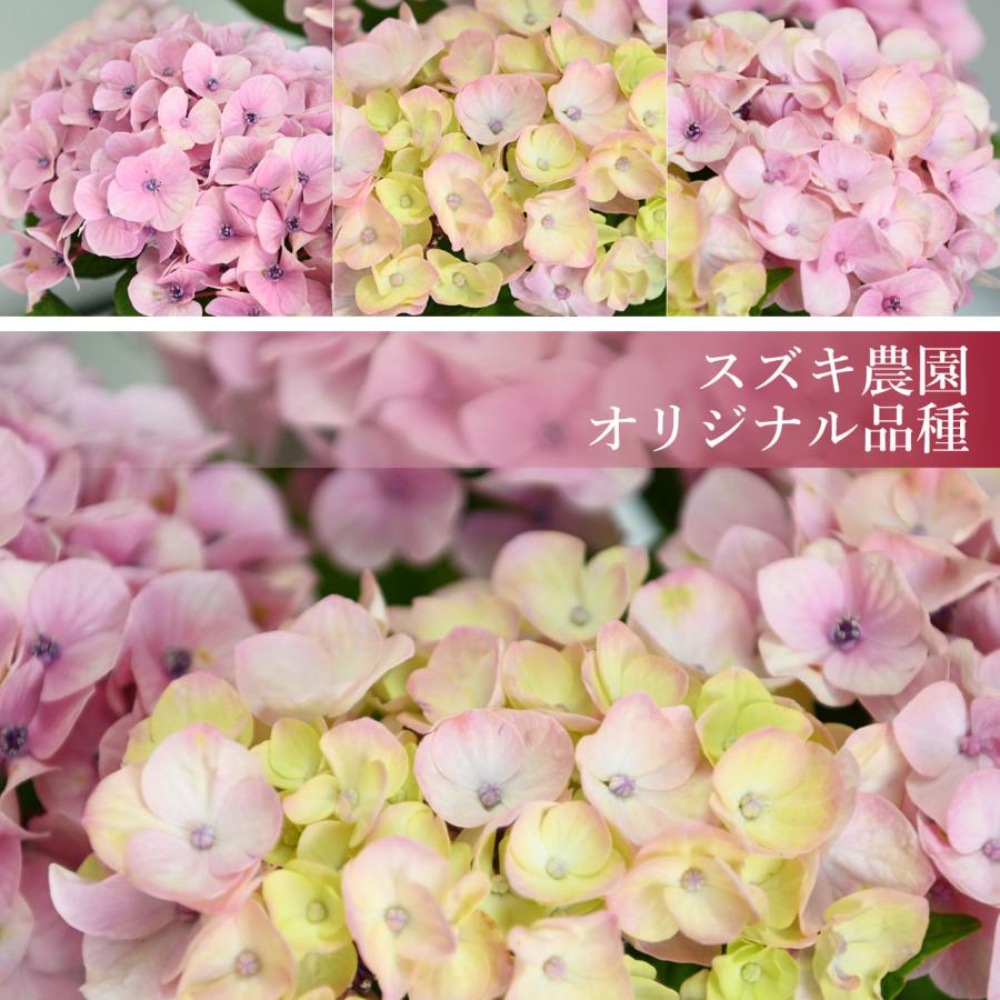 紫陽花 ドリーミー ピンク 5号鉢 鉢植え ギフト 母の日プレゼント用