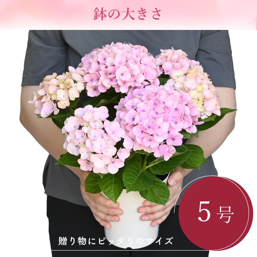 紫陽花 ドリーミー ピンク 5号鉢 鉢植え ギフト 母の日プレゼント用