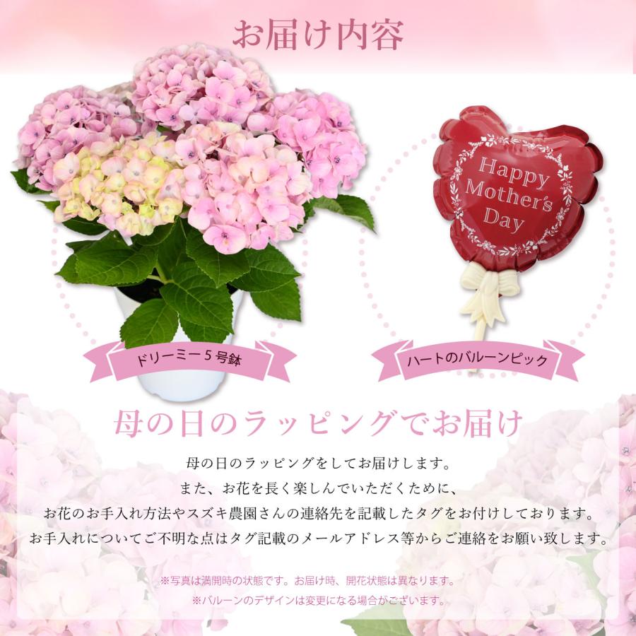 紫陽花 ドリーミー ピンク 5号鉢 鉢植え ギフト 母の日プレゼント用