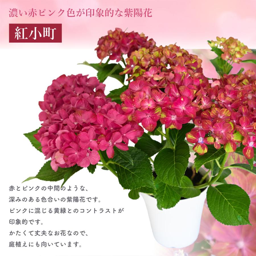 紫陽花 紅小町 5号鉢 鉢植え ギフト 母の日プレゼント用ラッピング付