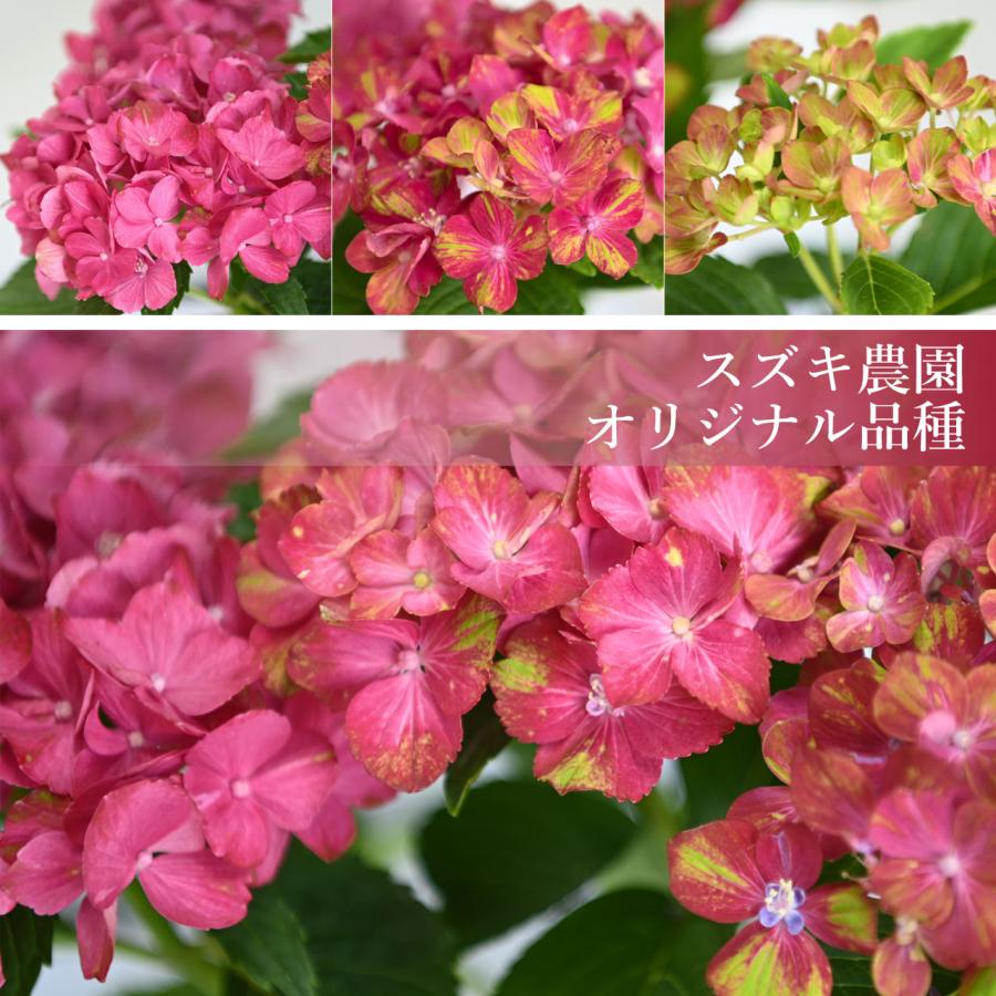 紫陽花 紅小町 5号鉢 鉢植え ギフト 母の日プレゼント用ラッピング付