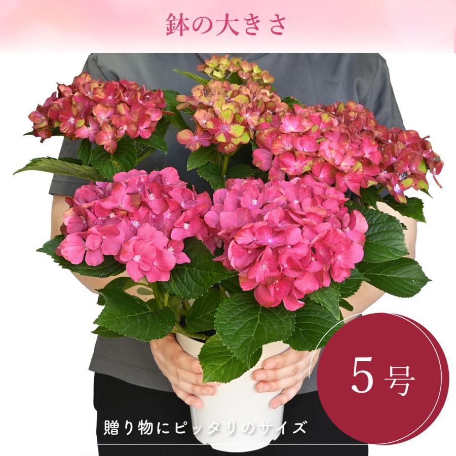 紫陽花 紅小町 5号鉢 鉢植え ギフト 母の日プレゼント用ラッピング付