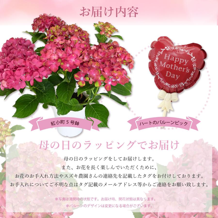 紫陽花 紅小町 5号鉢 鉢植え ギフト 母の日プレゼント用ラッピング付