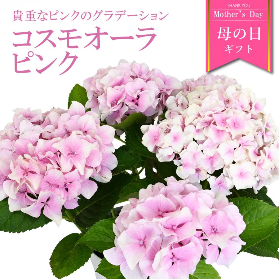 紫陽花 コスモオーラ ピンク 5号鉢 鉢植え ギフト 母の日プレゼント用