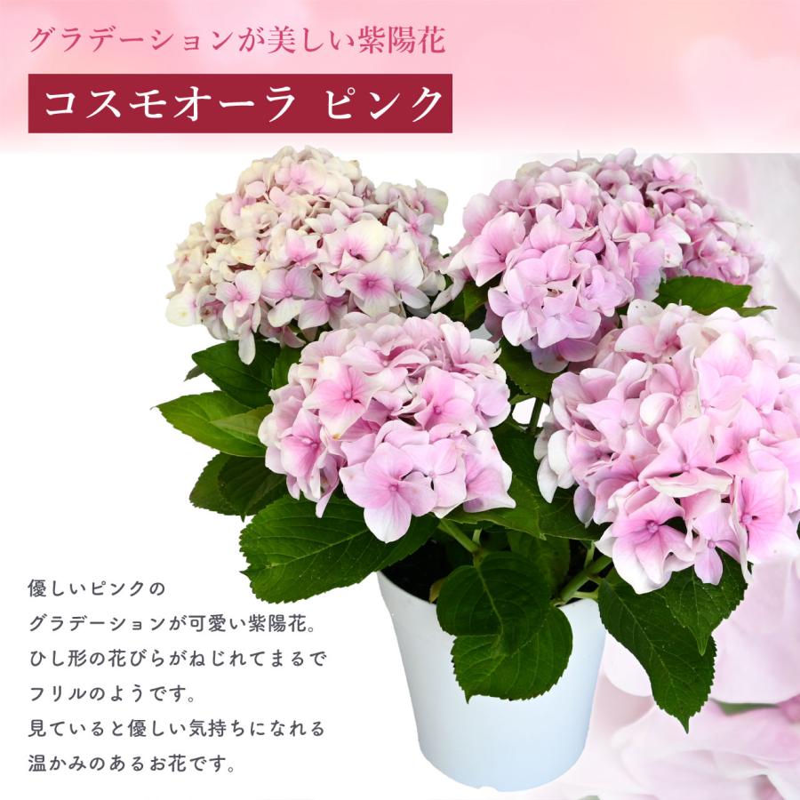 紫陽花ピンク系⭐️４種⭐️フロリア⭐️星の桜⭐️ひな祭り⭐️コスモオーラ⭐️ 紫陽花 コスモオーラ ピンク 5号鉢 鉢植え ギフト 母の日プレゼント用