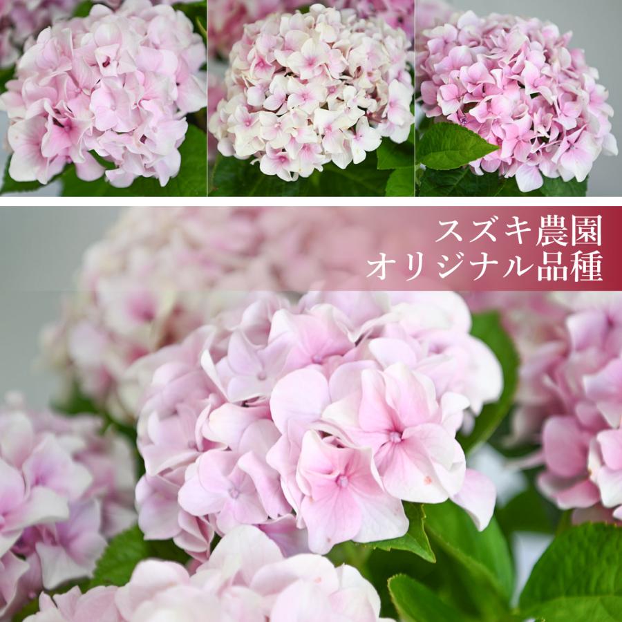 紫陽花 コスモオーラ ピンク 5号鉢 鉢植え ギフト 母の日プレゼント用
