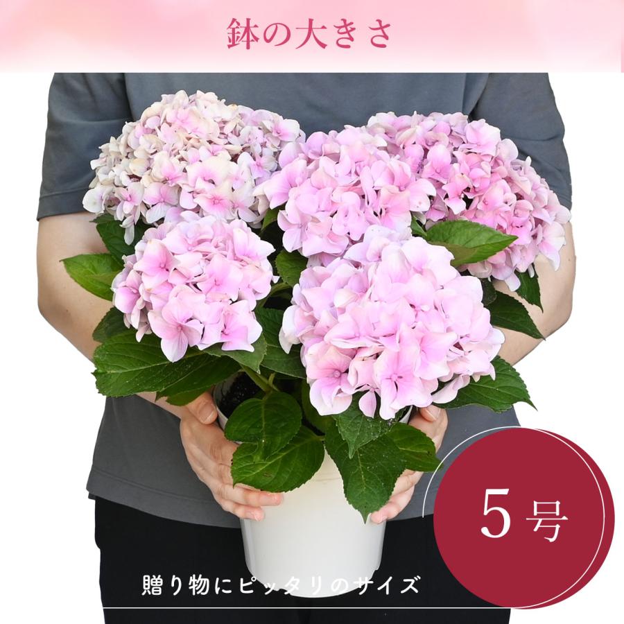 紫陽花 コスモオーラ ピンク 5号鉢 鉢植え ギフト 母の日プレゼント用