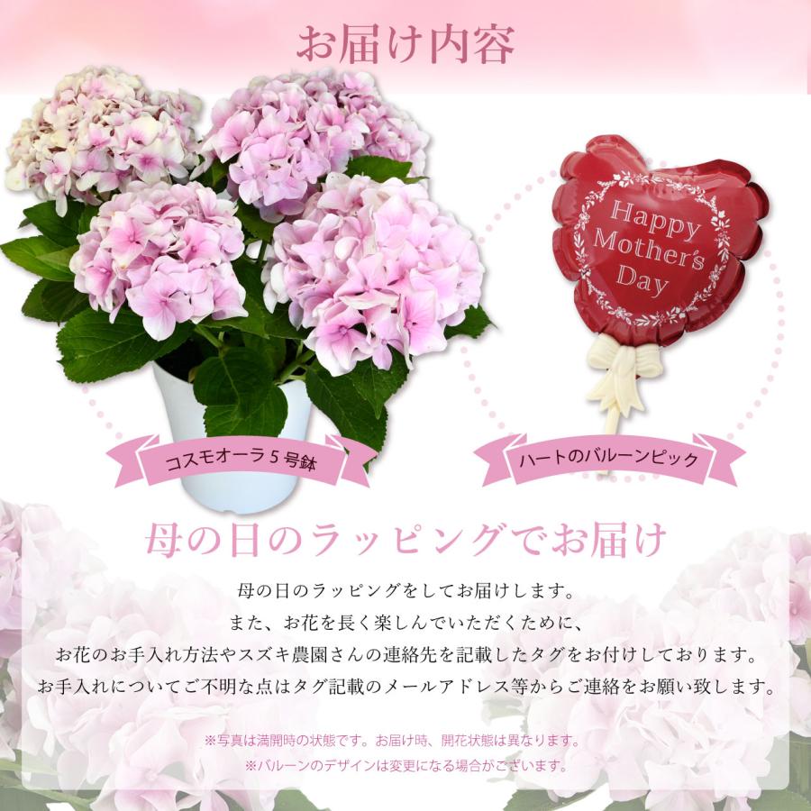 紫陽花 コスモオーラ ピンク 5号鉢 鉢植え ギフト 母の日プレゼント用