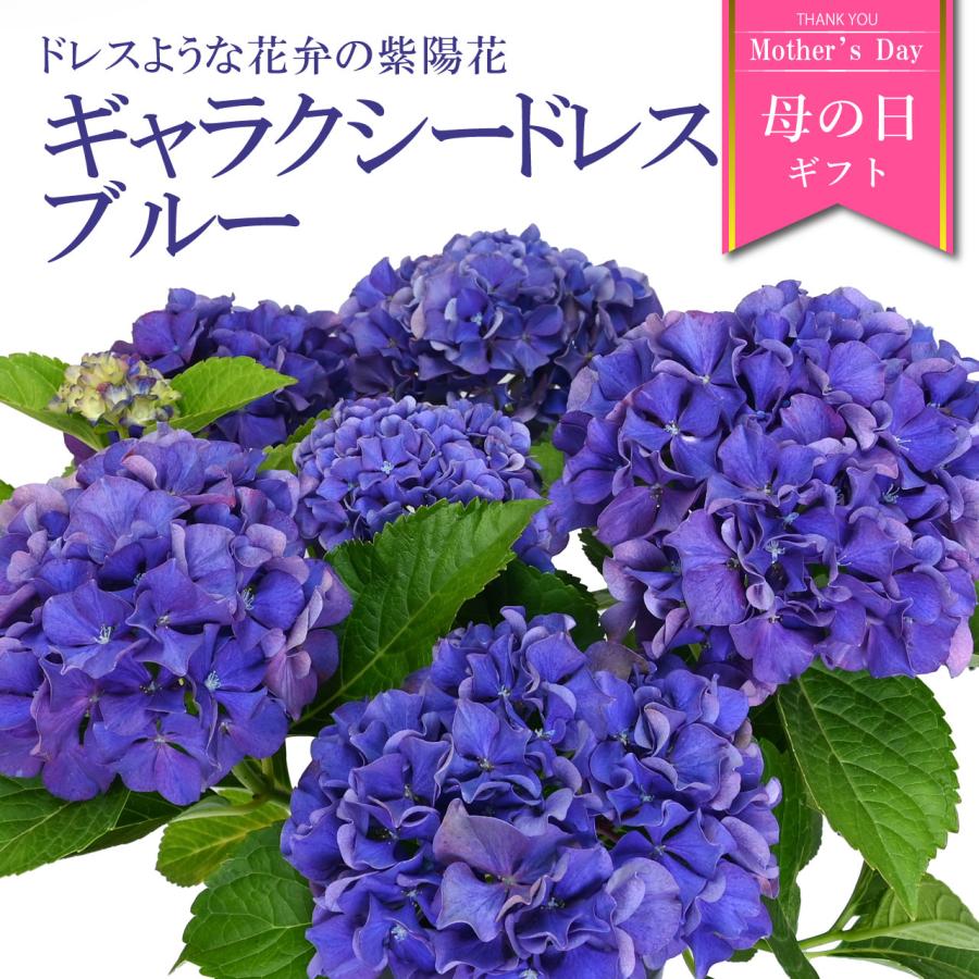 紫陽花 ギャラクシードレス ブルー 5号鉢 鉢植え ギフト 母の日