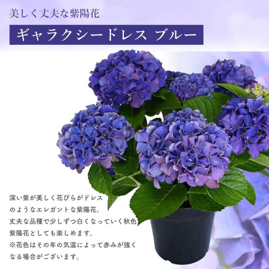 紫陽花 ギャラクシードレス ブルー 5号鉢 鉢植え ギフト 母の日