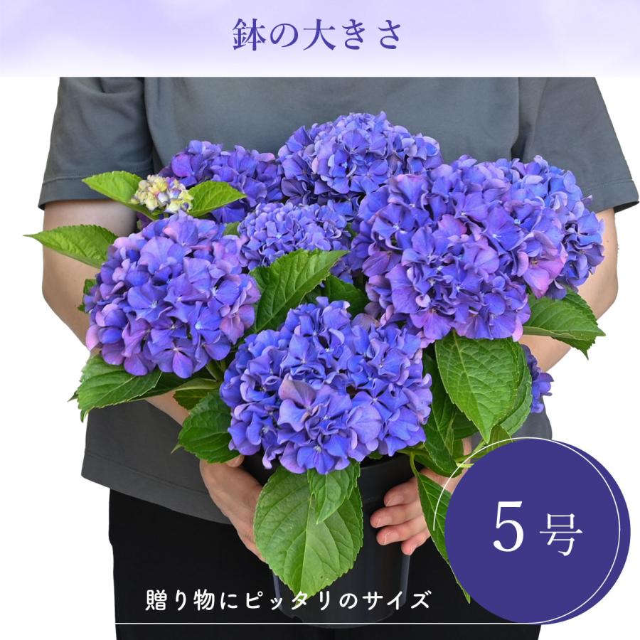 紫陽花 ギャラクシードレス ブルー 5号鉢 鉢植え ギフト 母の日