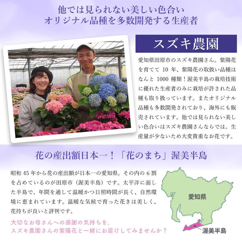紫陽花 ギャラクシードレス ブルー 5号鉢 鉢植え ギフト 母の日