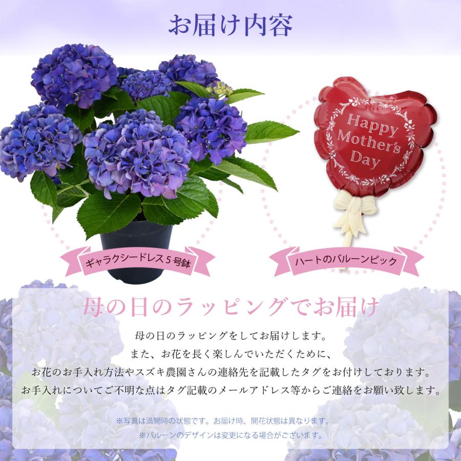 紫陽花 ギャラクシードレス ブルー 5号鉢 鉢植え ギフト 母の日