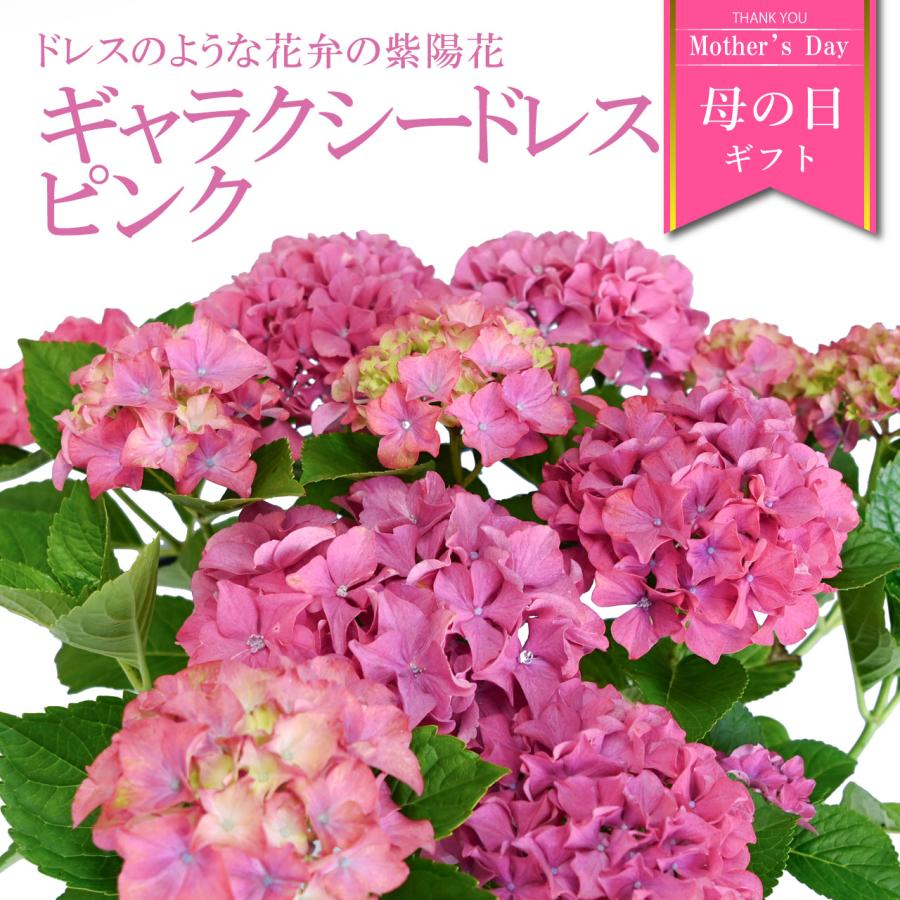 紫陽花 ギャラクシードレス ピンク 5号鉢 鉢植え ギフト 母の日