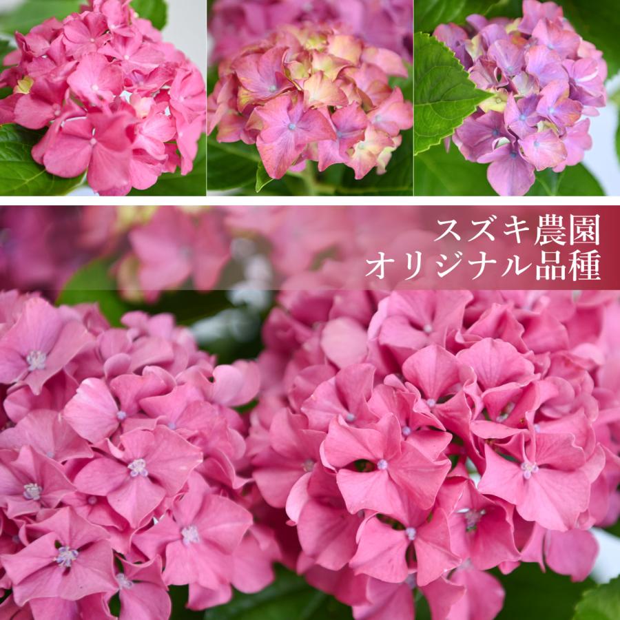 紫陽花 ギャラクシードレス ピンク 5号鉢 鉢植え ギフト 母の日