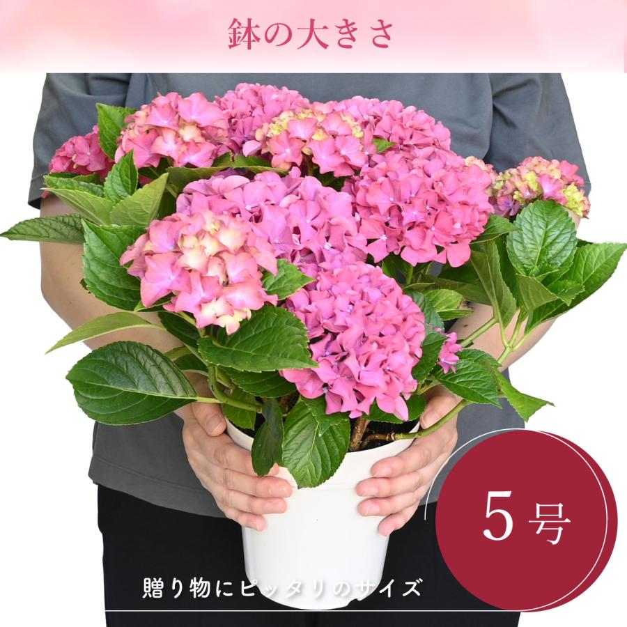 紫陽花 ギャラクシードレス ピンク 5号鉢 鉢植え ギフト 母の日