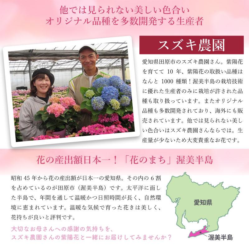 紫陽花 ギャラクシードレス ピンク 5号鉢 鉢植え ギフト 母の日
