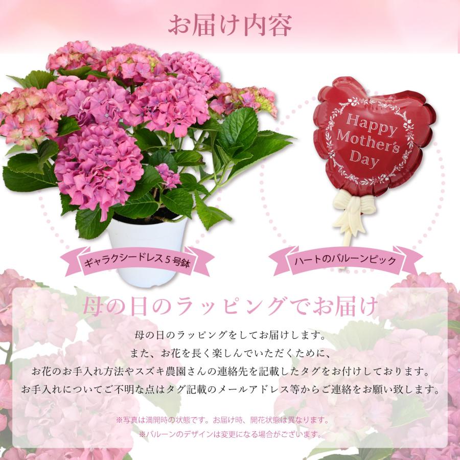 紫陽花 ギャラクシードレス ピンク 5号鉢 鉢植え ギフト 母の日