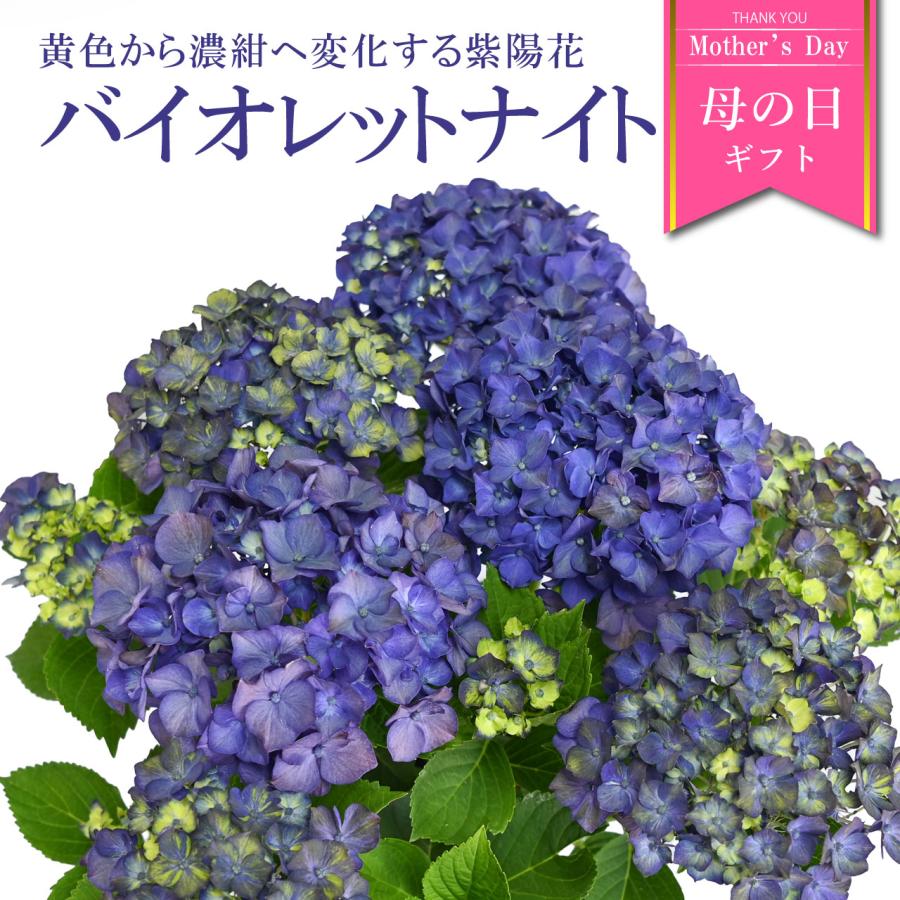 紫陽花 バイオレットナイト 5号鉢 鉢植え ギフト 母の日プレゼント用
