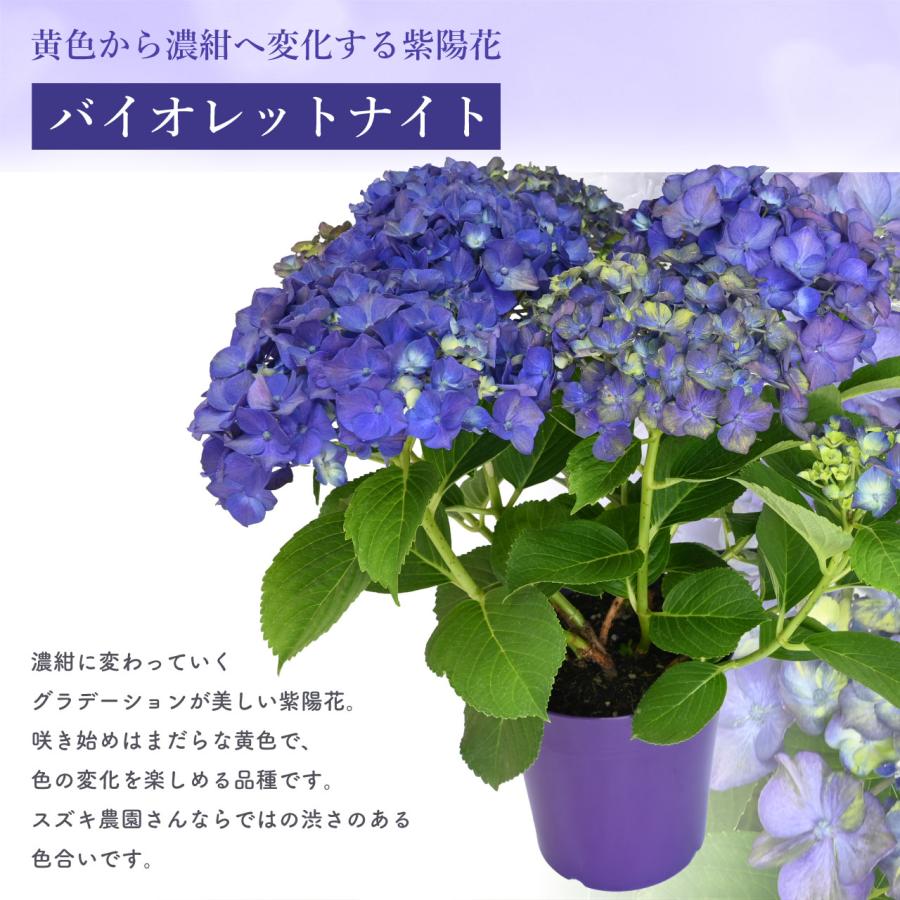 紫陽花 バイオレットナイト 5号鉢 鉢植え ギフト 母の日プレゼント用