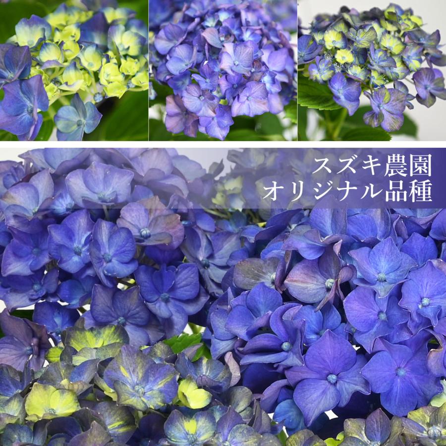 紫陽花 バイオレットナイト 5号鉢 鉢植え ギフト 母の日プレゼント用